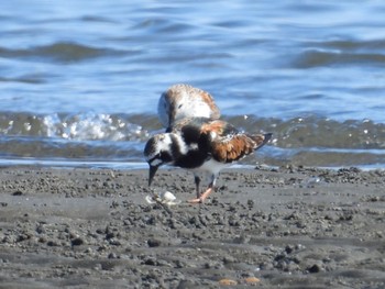 キョウジョシギ ふなばし三番瀬海浜公園 2024年4月25日(木)