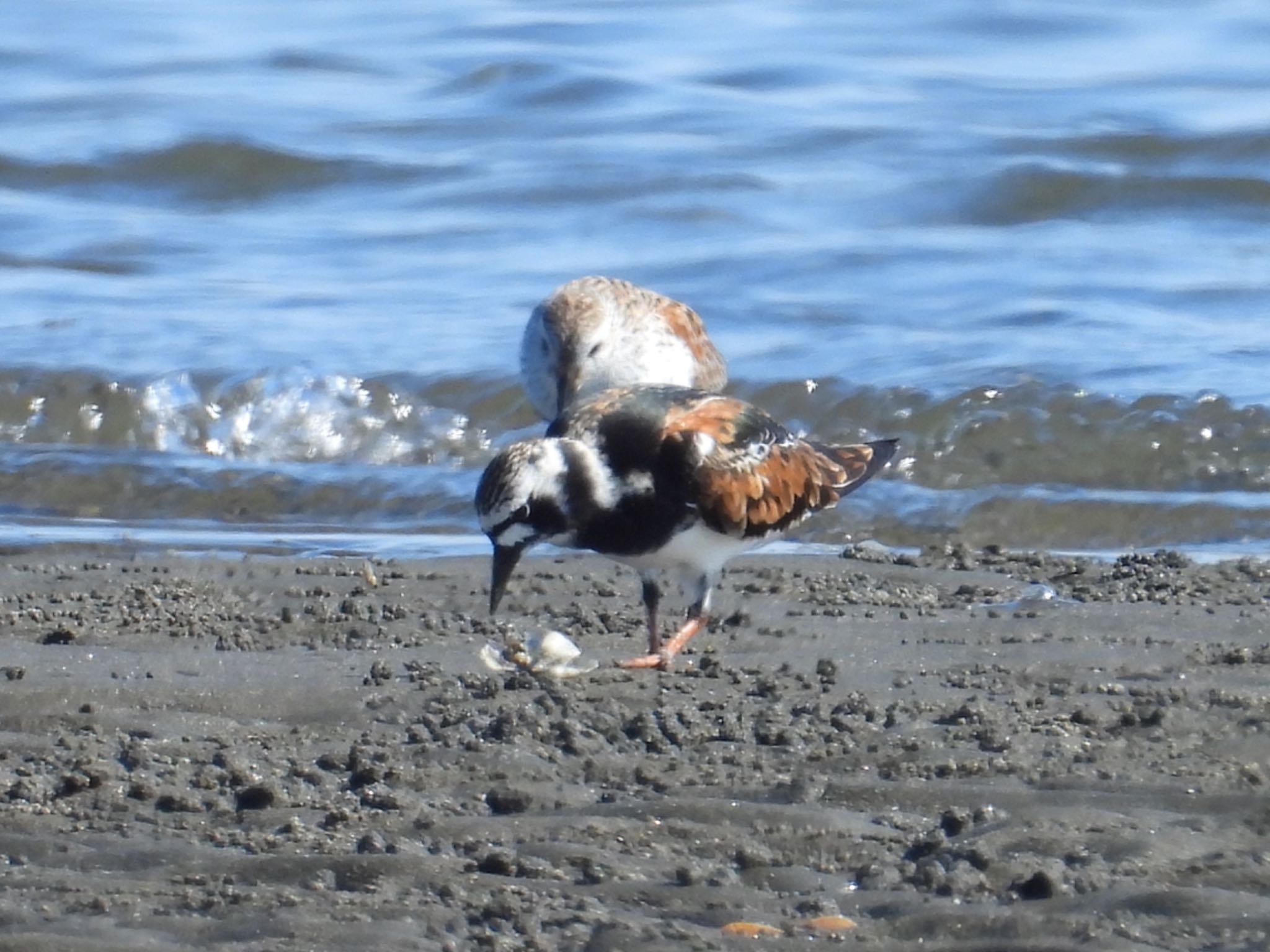 ふなばし三番瀬海浜公園 キョウジョシギの写真 by yuco