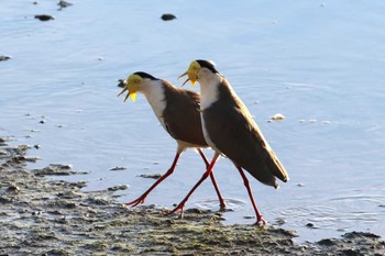 Masked Lapwing Esplanade(Cairns) Wed, 4/10/2024