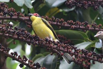 Australasian Figbird Esplanade(Cairns) Wed, 4/10/2024