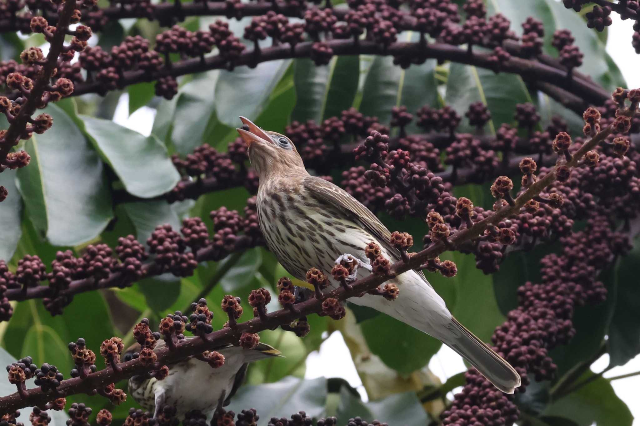 Photo of Australasian Figbird at Esplanade(Cairns) by ぼぼぼ