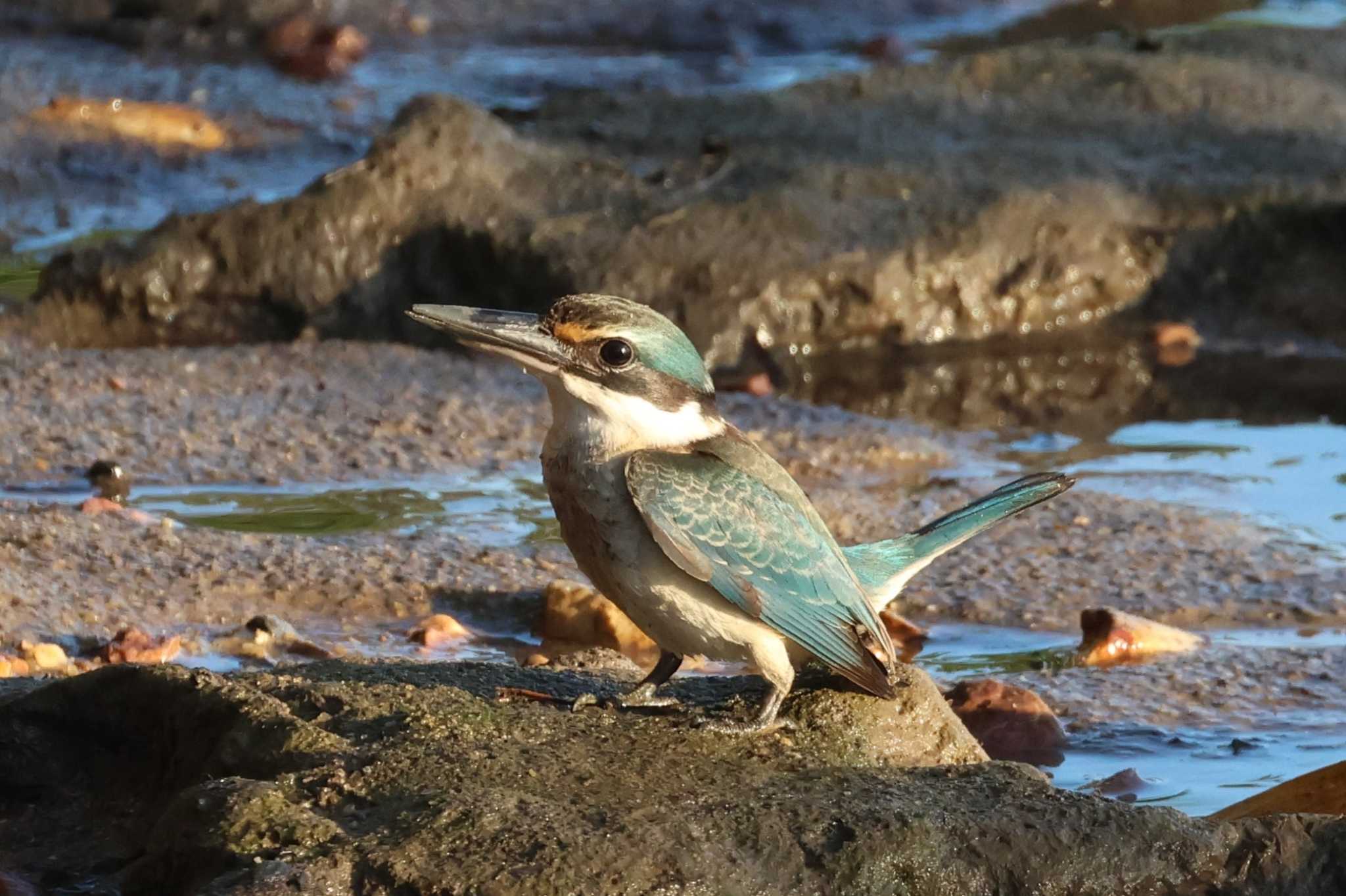 Photo of Sacred Kingfisher at Esplanade(Cairns) by ぼぼぼ