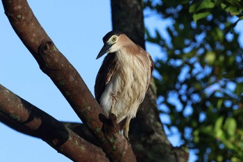 Nankeen Night Heron Esplanade(Cairns) Wed, 4/10/2024