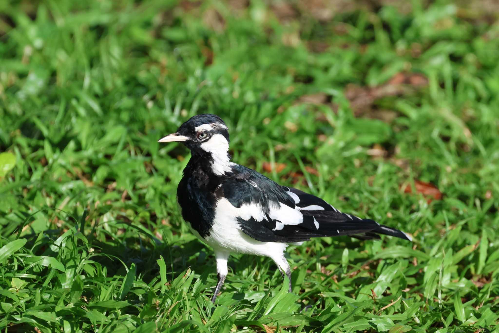 Magpie-lark