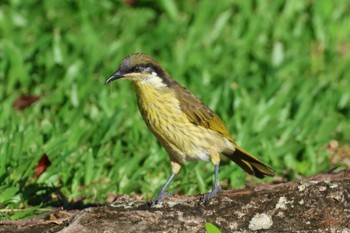 Varied Honeyeater Esplanade(Cairns) Wed, 4/10/2024