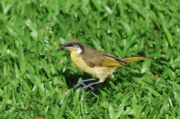 Varied Honeyeater Esplanade(Cairns) Wed, 4/10/2024