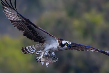 Osprey 愛知県 Sat, 4/6/2024