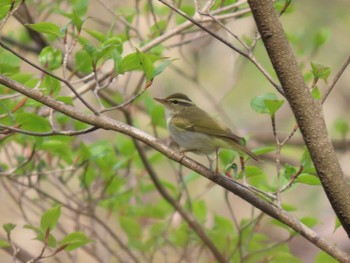 Eastern Crowned Warbler 太白山自然観察の森 Sat, 4/20/2024