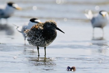 Great Knot Unknown Spots Fri, 4/19/2024