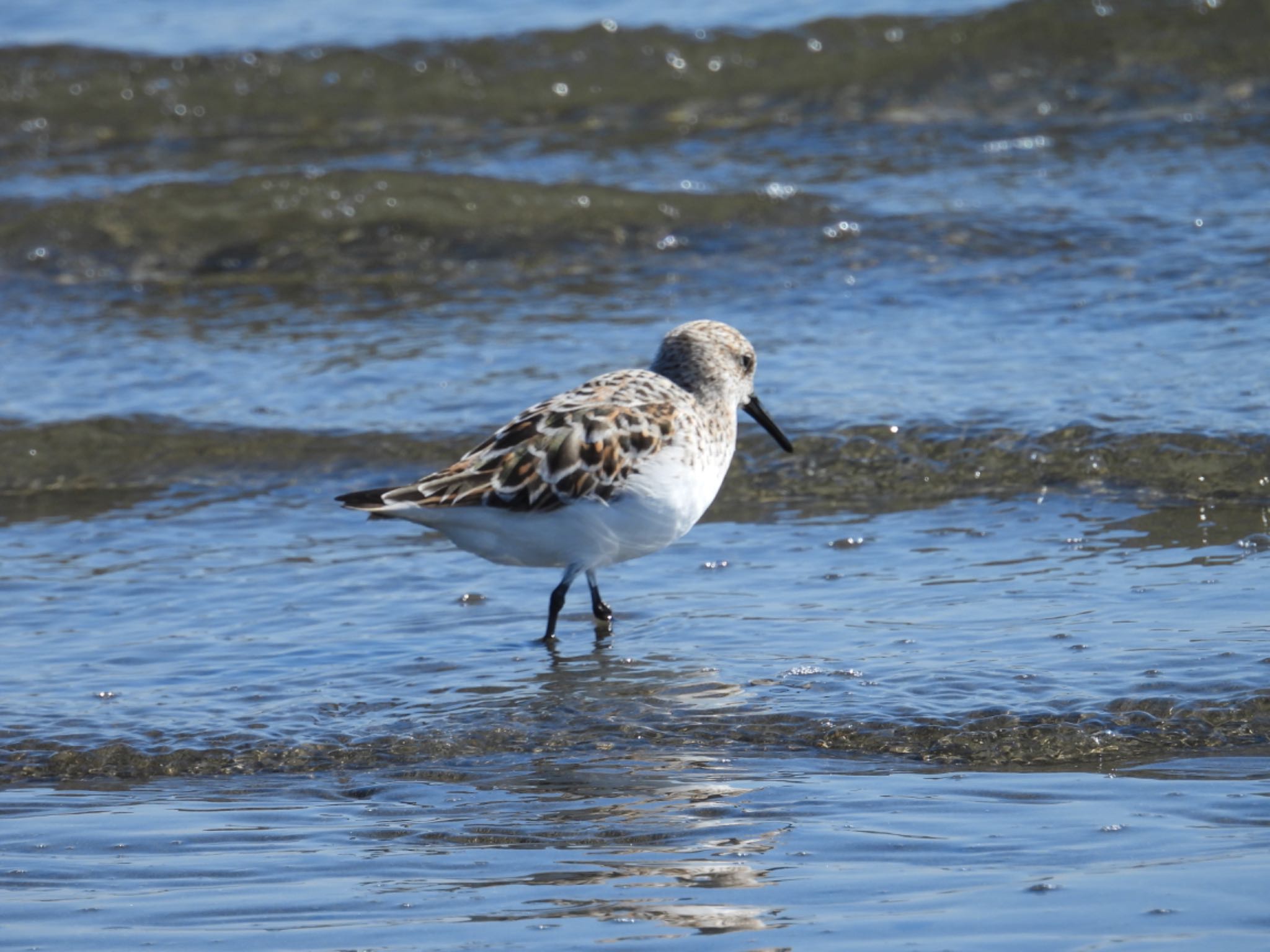 Photo of Sanderling at Sambanze Tideland by yuco