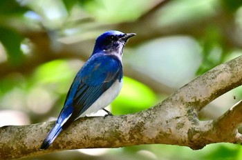 Blue-and-white Flycatcher 油山市民の森 Thu, 4/25/2024