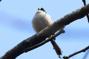 Long-tailed Tit Arima Fuji Park Thu, 3/21/2024