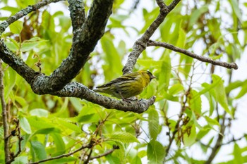 Eurasian Siskin 南阿蘇ビジターセンター Sat, 4/20/2024