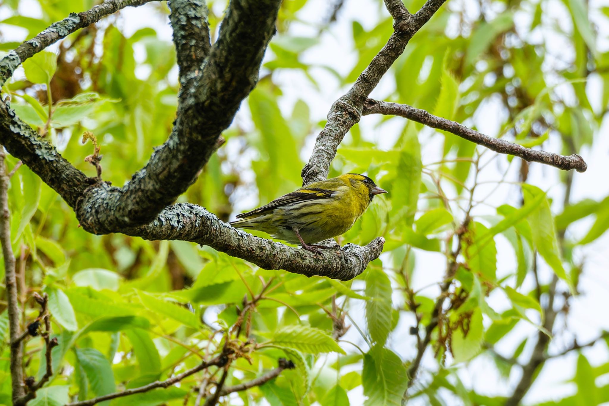 Photo of Eurasian Siskin at 南阿蘇ビジターセンター by FUJIマニア