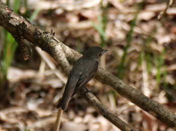 Asian Brown Flycatcher 秩父 Thu, 4/25/2024