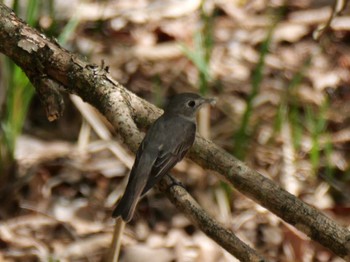 Asian Brown Flycatcher 秩父 Thu, 4/25/2024