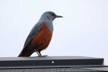 Blue Rock Thrush 愛知県 Tue, 4/23/2024