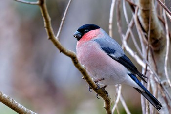 Eurasian Bullfinch(rosacea) Hayatogawa Forest Road Sat, 3/16/2024