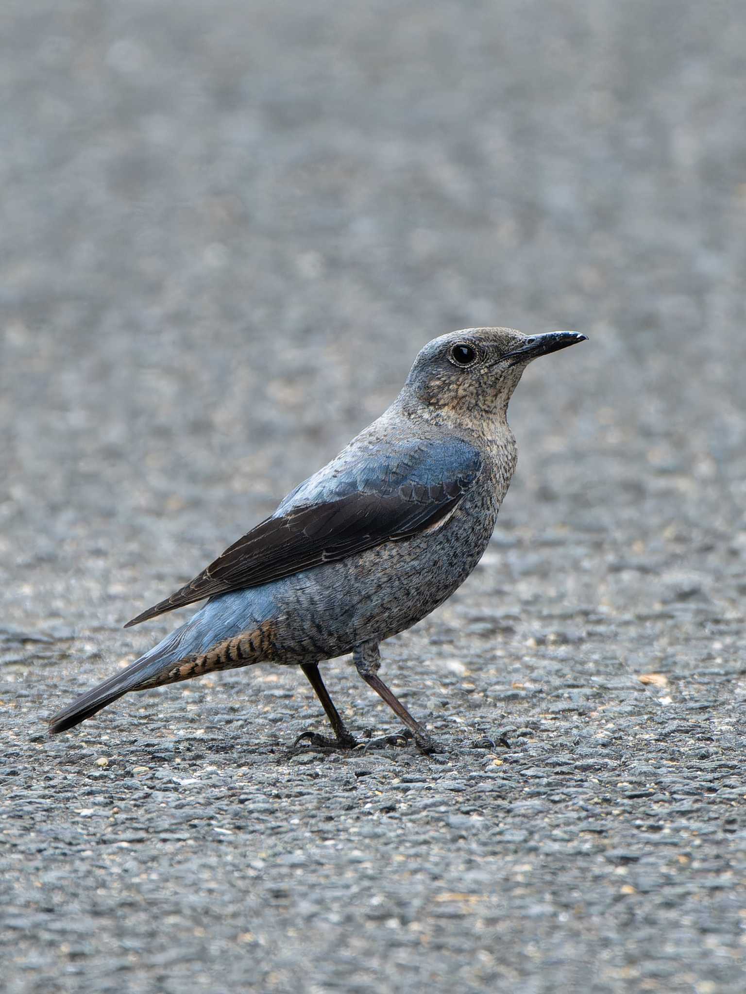 Photo of Blue Rock Thrush at 長崎県 by ここは長崎