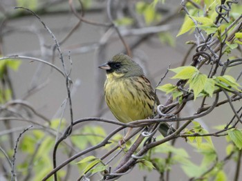 Masked Bunting 長崎県 Fri, 4/5/2024