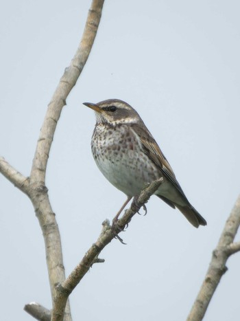 Dusky Thrush 長崎県 Fri, 4/5/2024