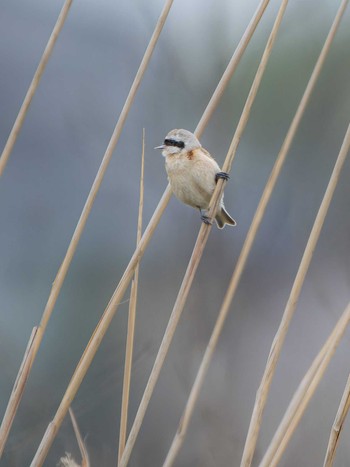 Chinese Penduline Tit 長崎県 Fri, 4/5/2024