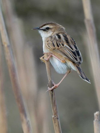 Zitting Cisticola 長崎県 Sat, 4/13/2024