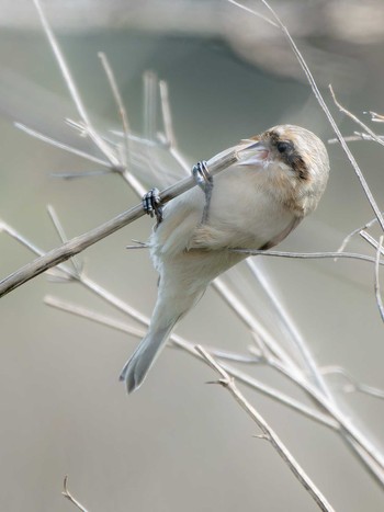 Chinese Penduline Tit 長崎県 Sat, 4/13/2024