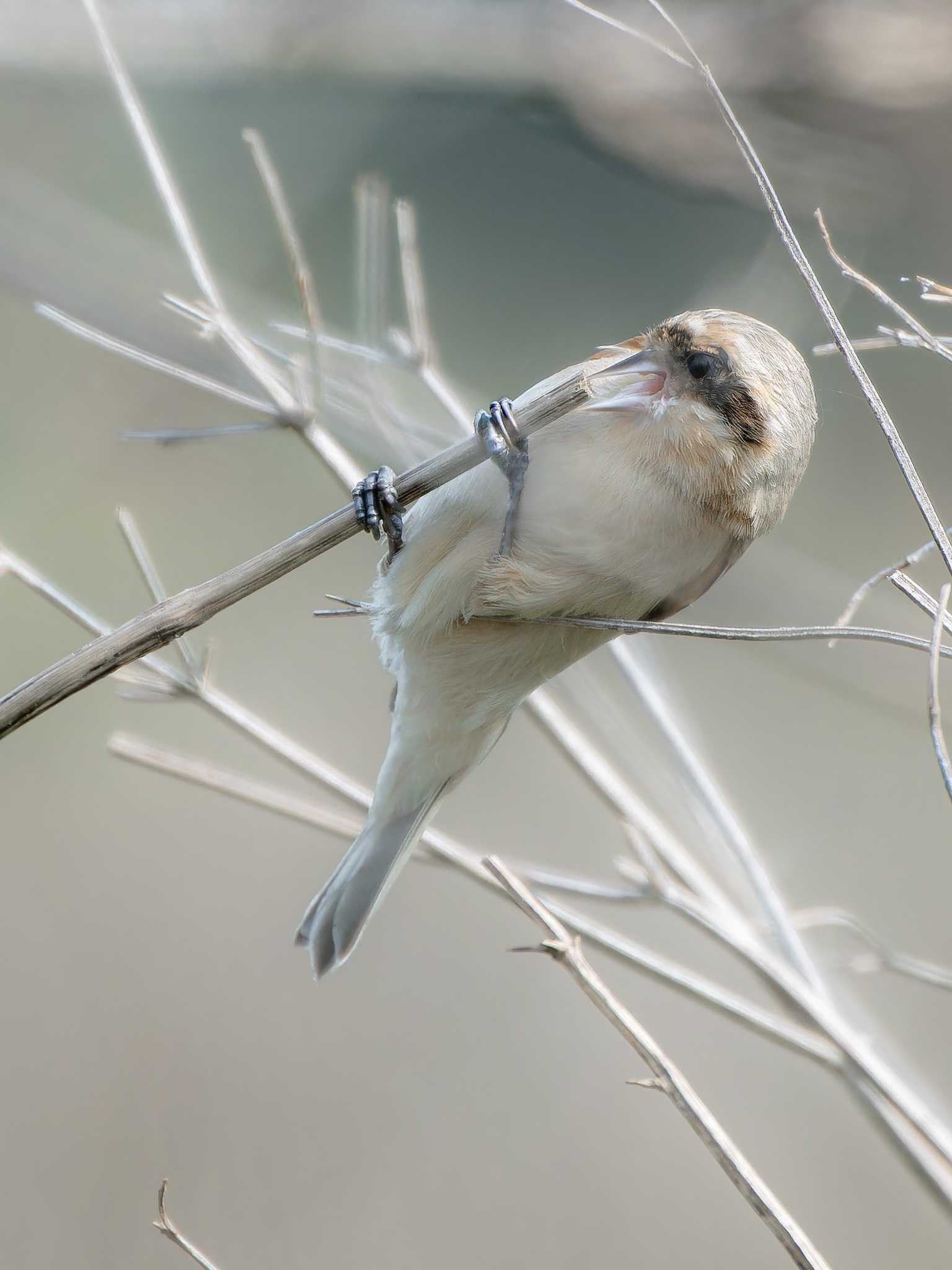 Chinese Penduline Tit