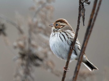 Little Bunting 長崎県 Mon, 2/26/2024