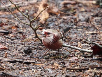 Siberian Long-tailed Rosefinch Hayatogawa Forest Road Sun, 2/18/2024