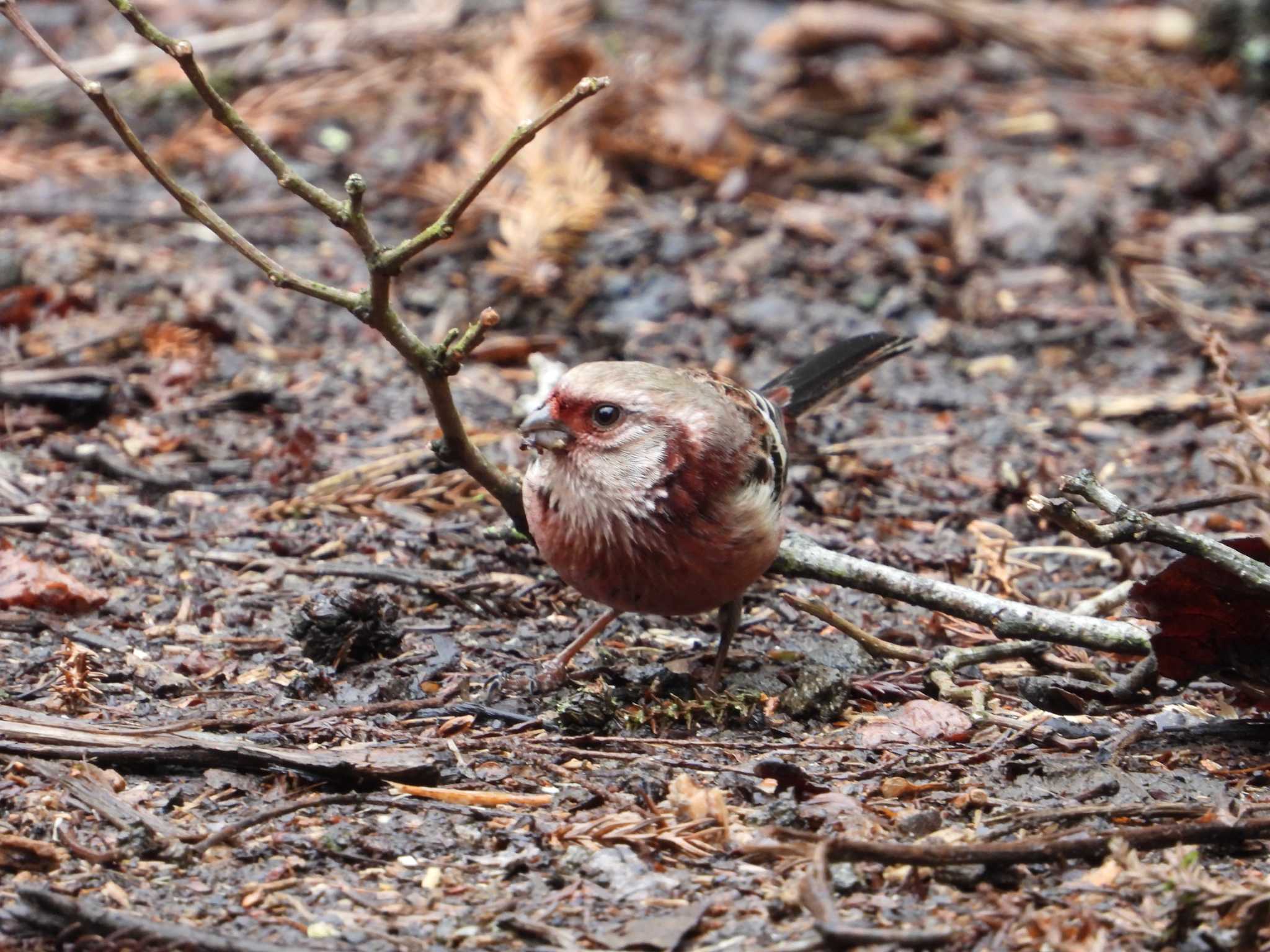 Siberian Long-tailed Rosefinch