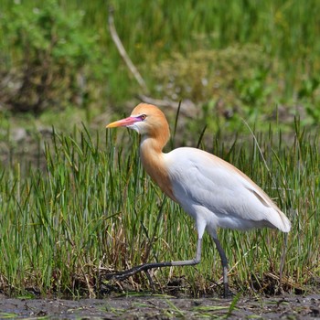 Eastern Cattle Egret 福岡県 Thu, 4/25/2024