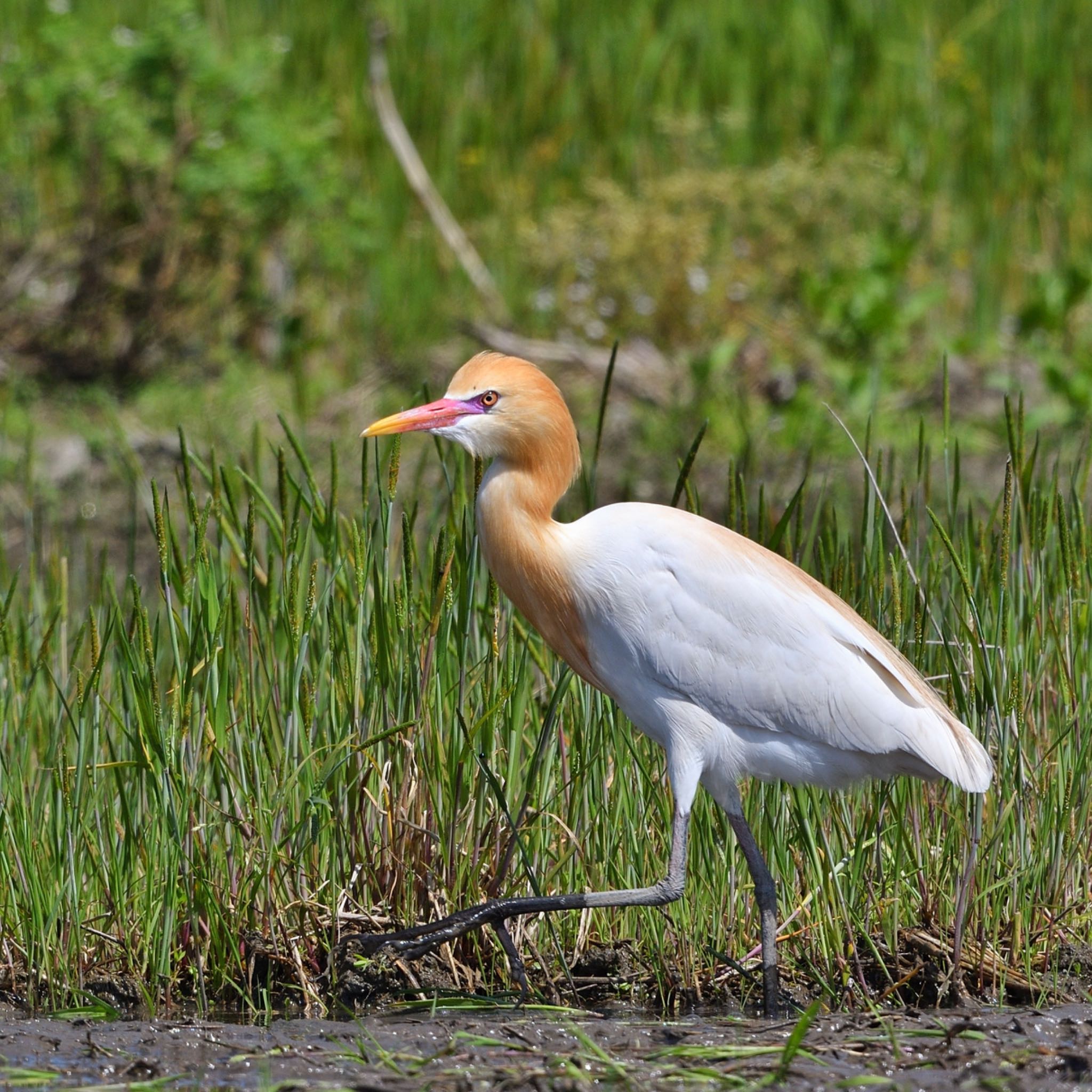 Photo of Eastern Cattle Egret at 福岡県 by トリキチ8556