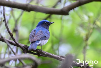 Blue-and-white Flycatcher 神奈川県 Sun, 4/21/2024
