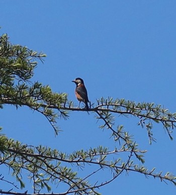 Varied Tit 長津川ふれあい広場 Thu, 4/25/2024