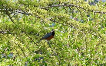 Varied Tit 長津川ふれあい広場 Thu, 4/25/2024