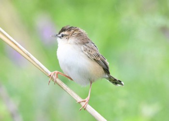 Wed, 4/24/2024 Birding report at 多摩川二ヶ領宿河原堰