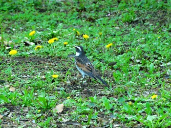 Dusky Thrush Shinjuku Gyoen National Garden Thu, 4/25/2024