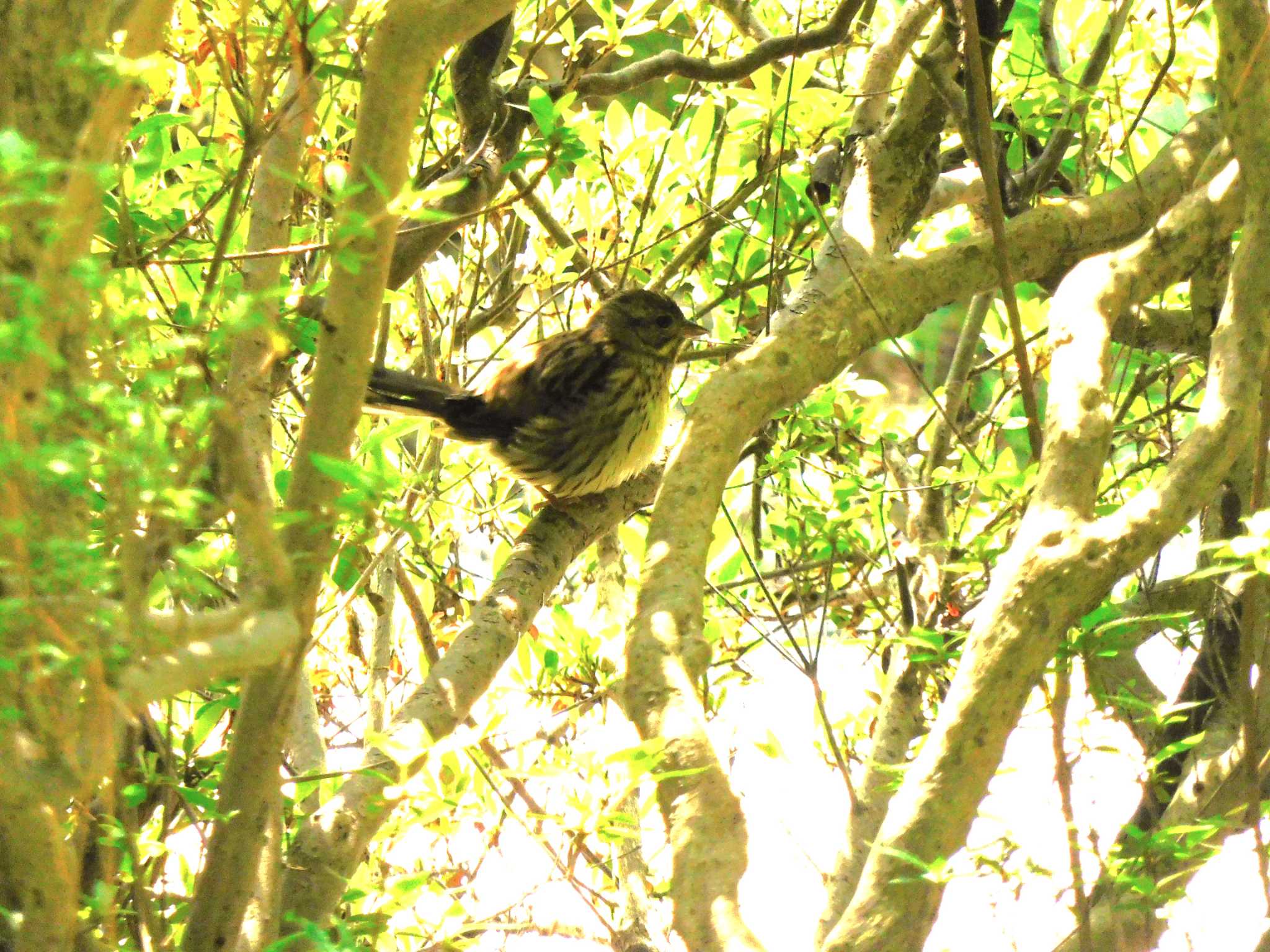 Photo of Masked Bunting at Shinjuku Gyoen National Garden by morinokotori