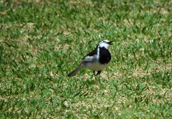 White Wagtail Shinjuku Gyoen National Garden Thu, 4/25/2024