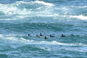 Black Scoter 青森県 Sun, 4/21/2024