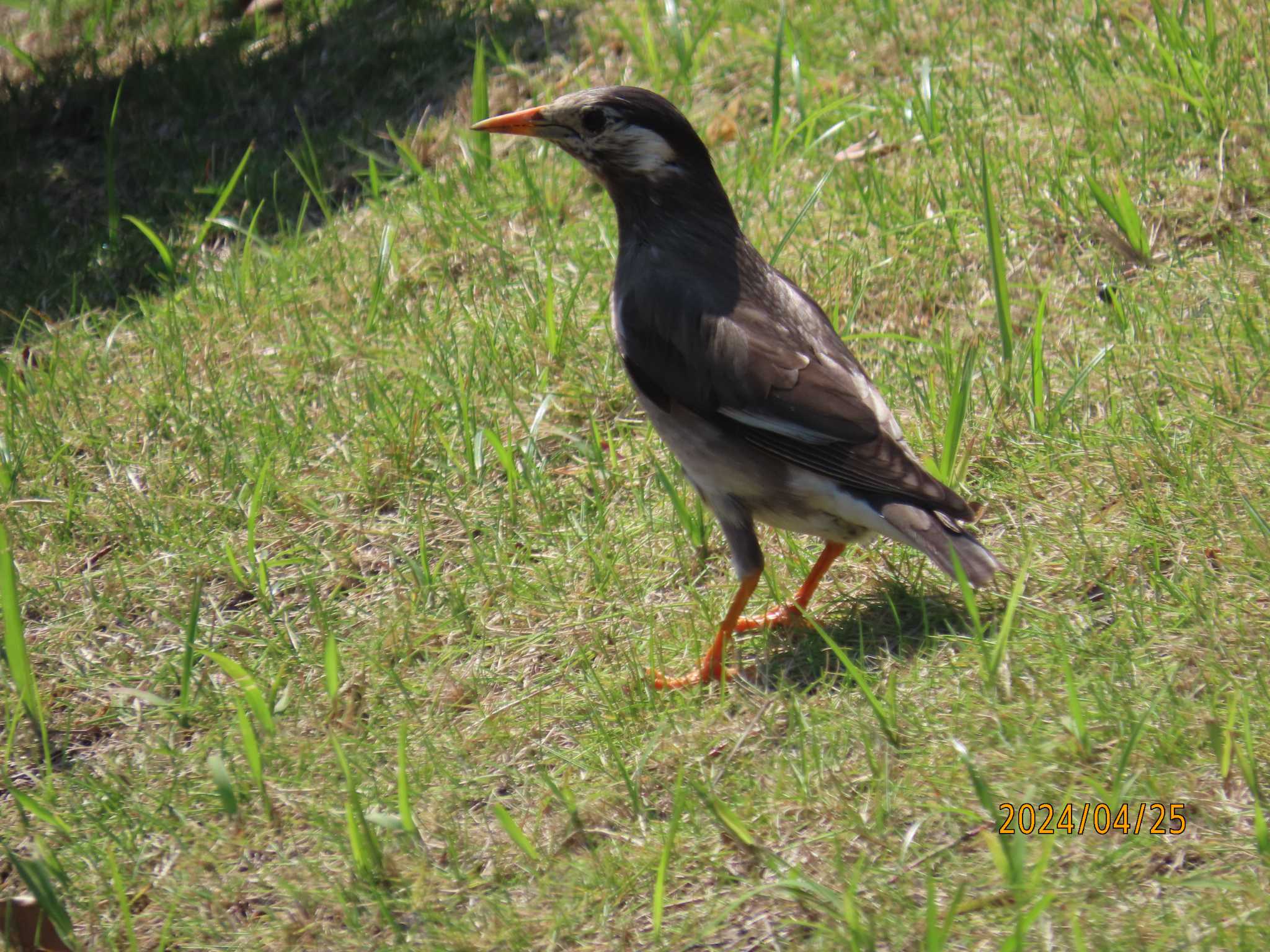 Photo of White-cheeked Starling at ぐるり公園 by チョコレート