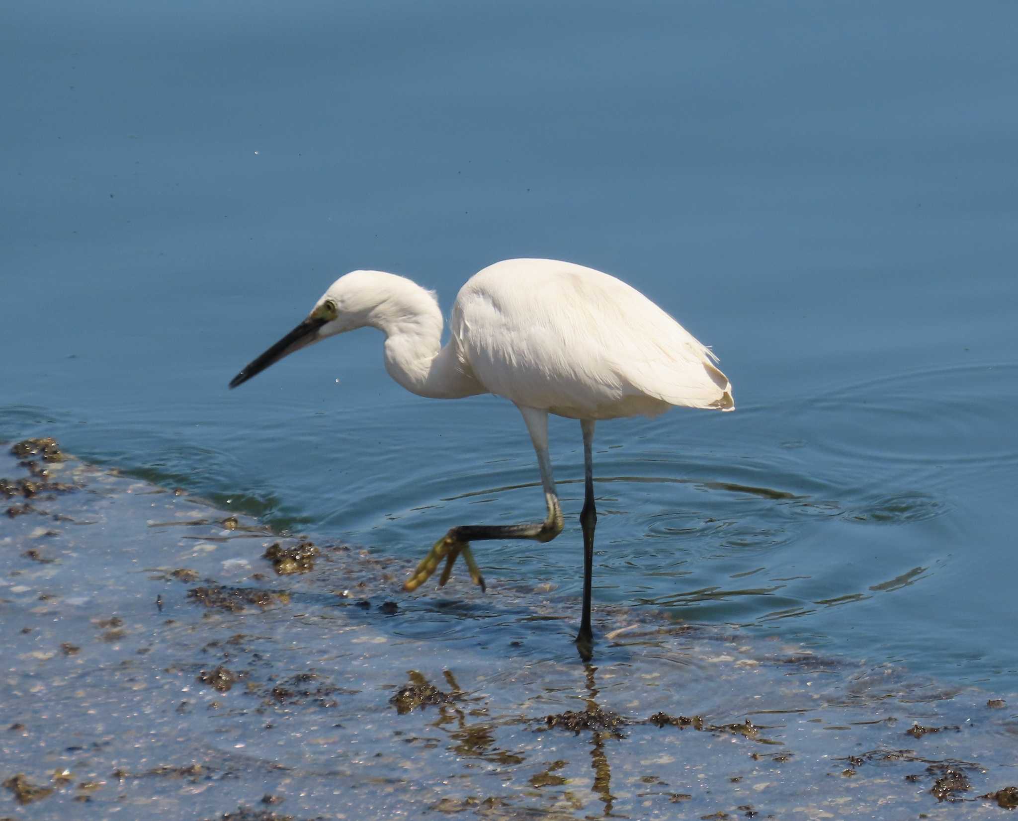 Photo of Little Egret at ぐるり公園 by チョコレート