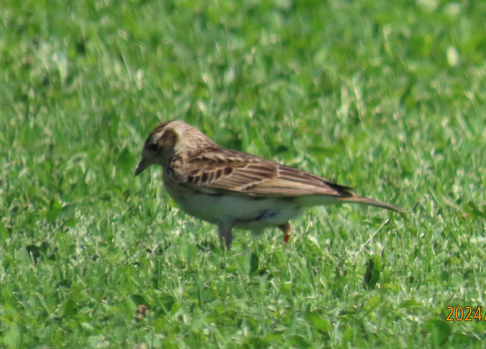 Photo of Eurasian Skylark at ぐるり公園 by チョコレート