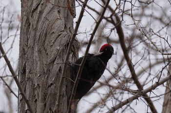 Black Woodpecker 札幌 Fri, 4/12/2024