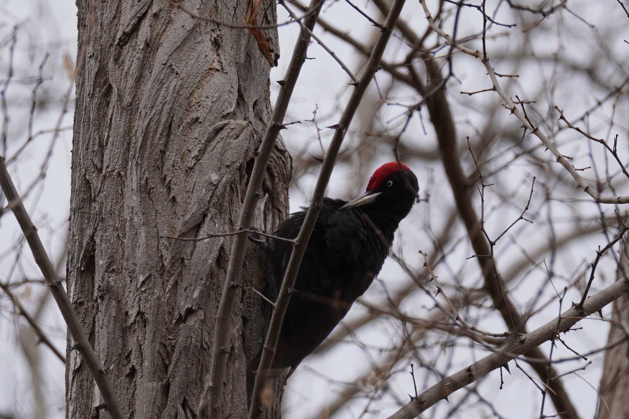 Photo of Black Woodpecker at 札幌 by くまちん