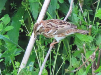 Rustic Bunting 角島(山口県) Sat, 4/13/2024
