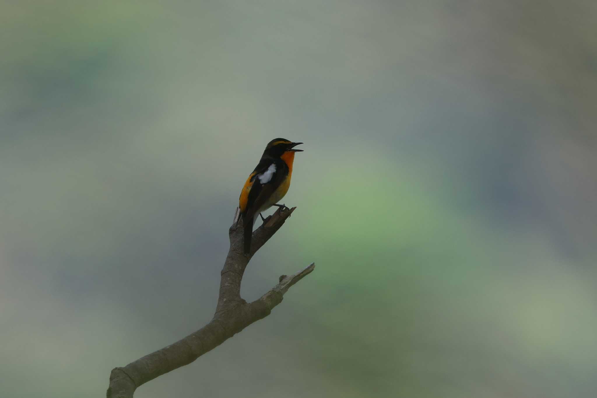 Narcissus Flycatcher