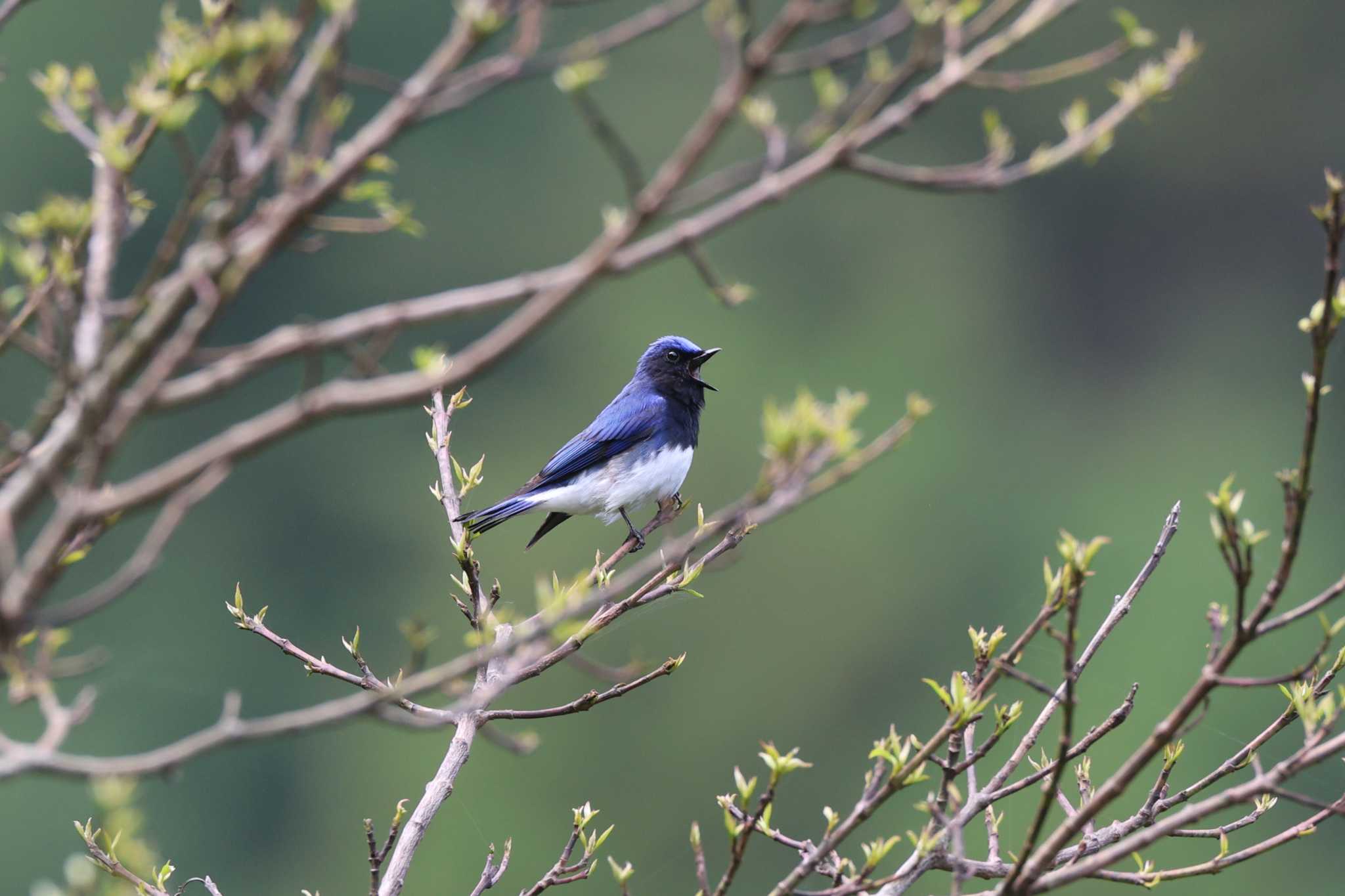 Photo of Blue-and-white Flycatcher at 日向林道 by bobobobo09